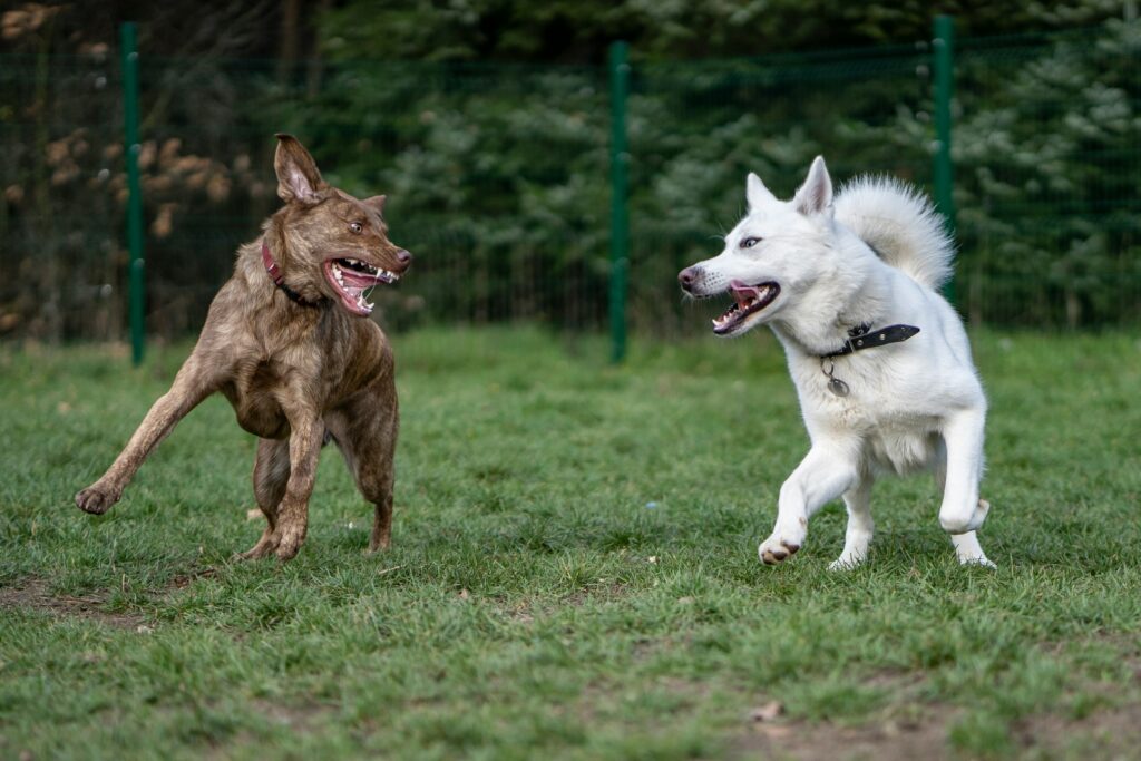 Reactive Dogs