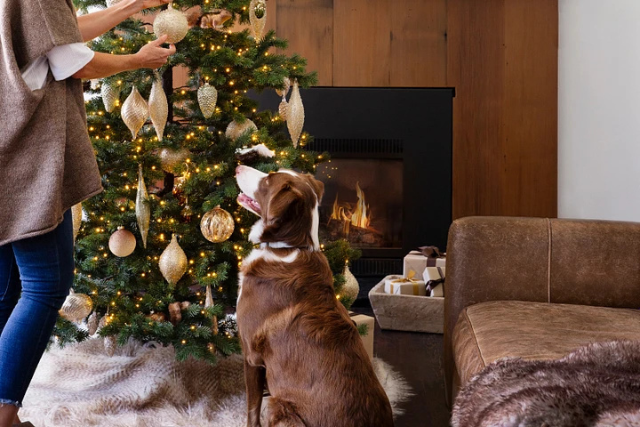 Keep dogs calm at Christmas Keep dogs calm at Christmas